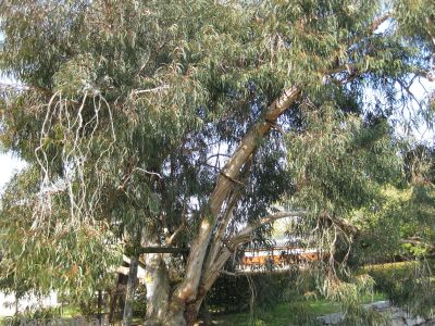 This eucalypt survived the atomic blast
